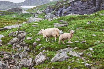 Fototapeta premium A sheep and a peeing lamb standing in the green norwegian mountains on a very foggy and rainy day