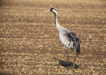 Common crane (Grus grus).