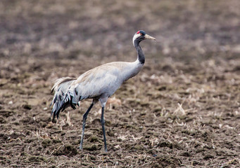 Common crane (Grus grus).