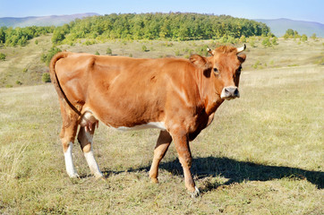 Cow on meadow 