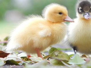 Duckies