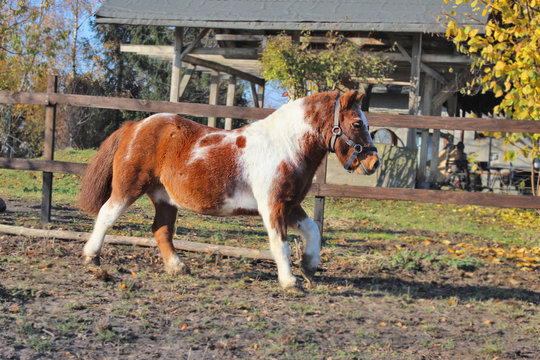 Galloping pony