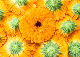 Orange calendula or marigold flower heads.