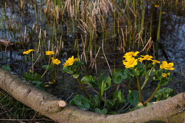 Sumpfdotterblume in Gartenteich