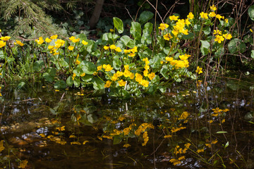 Sumpfdotterblume in Gartenteich