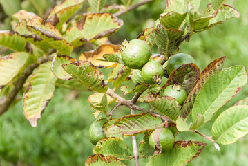 Guava branch with green fruits