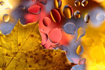 Fototapeta na wymiar Autumn background with leaves and water drops