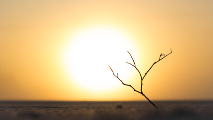 A small tree