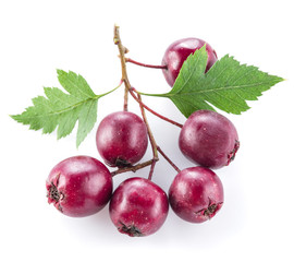 Hawthorn berries isolated on white background.