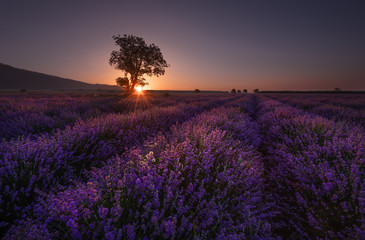 Lonely tree in lavender field at sunrise near Kazanlak town, Bulgaria