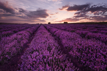 Fototapeta na wymiar Sunset at lavender field near Burgas city, Bulgaria
