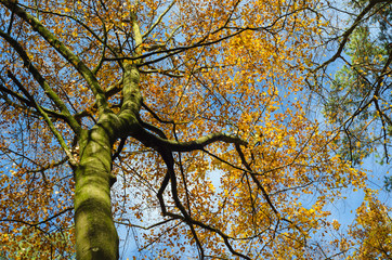 BEECH TREE