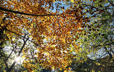 Campagne bretonne en automne