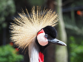 Fototapeta premium Cool-looking bird - Grey Crowned Crane (Balearica regulorum)