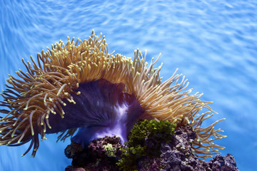 Fototapeta na wymiar Anemone in Aquarium
