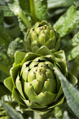 Artichokes Growing On Salinas, California Farm