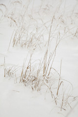 Grass through snow