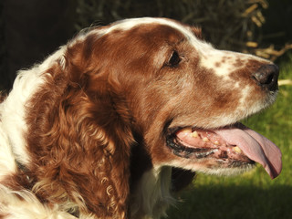 Hunde