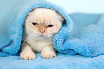 Cute little kitten peeking out from under the soft warm blue blanket