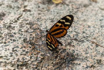 Fototapeta na wymiar Beautiful butterfly on a stone