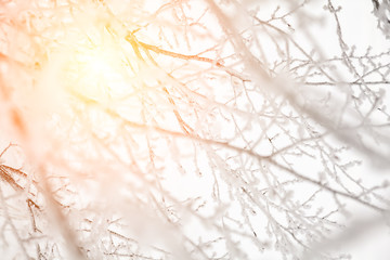 Sun on snowy branches