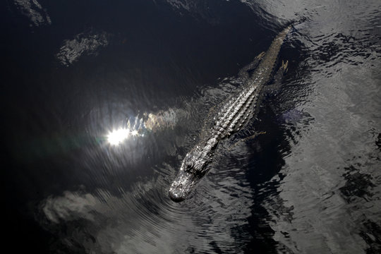 Alligator in Chicot State Park