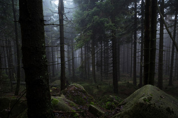Kalte dunkle und steinige Nadelwälder