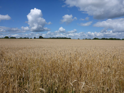 Getreidefeld