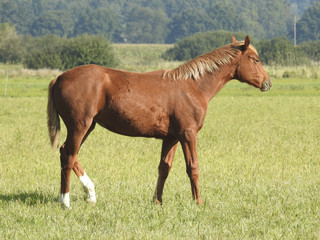 Fototapeta premium Pferde