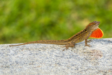 Strange brown lizard with beautiful patterns and red penny