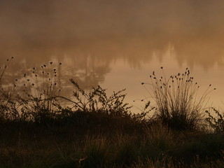 Obraz premium Eriophorum vaginatum at sunrise by Lake Kakerdaja