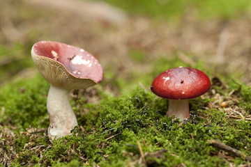 Russula mushroom