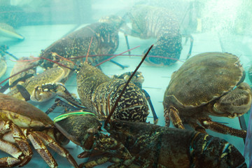 Crabs inside of a fish tank