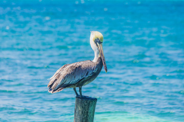 Fototapeta na wymiar Pelican in the ocean, Sea Bird 