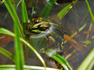 Frog in the water