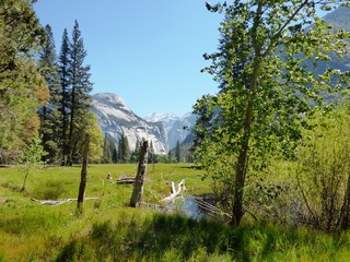 Nature of Yosemite NP