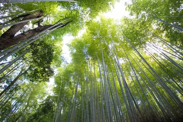 Papier Peint photo autocollant Bambou La célèbre bambouseraie d& 39 Arashiyama, Kyoto - Japon
