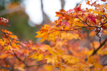 Naklejka na ściany i meble Yellow to red leaves tree of maple in autumn season, Koyasan, wakayama, Japan