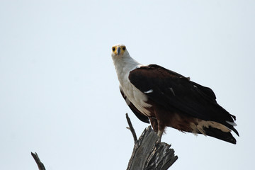 Schreiseeadler (Haliaeetus vocifer) im Okavango Delta, Botswana