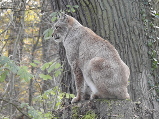 Luchs