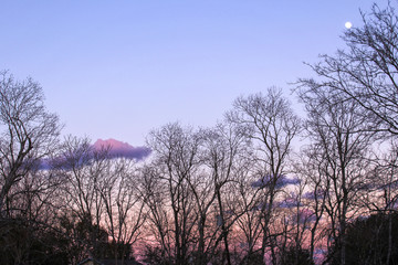 Obraz na płótnie Canvas Moon Resting on a Tree Above a Pink Sunset