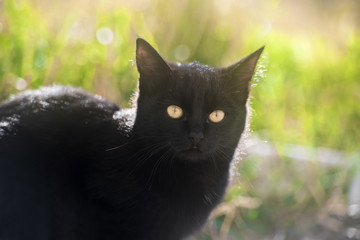 Naklejka na ściany i meble Black cat with yellow eyes