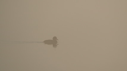 abstract of water bird swimming at Lake Kakerdaja