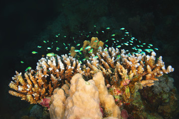 Green Damsel (Neopomacentrus nemurus) shoal at their home coral