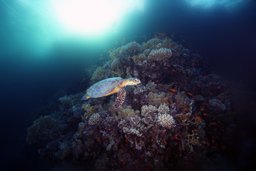 Fototapeta na wymiar The olive ridley sea turtle (Lepidochelys olivacea) swims along the reef with the sun in the background
