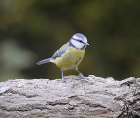 Blue tit, Cyanistes caeruleus