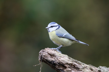 Blue tit, Cyanistes caeruleus