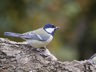 Great tit, Parus major