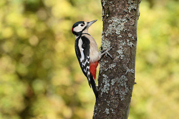 Great-spotted woodpecker,  Dendrocopos major