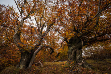 Autumn forest and nature colours